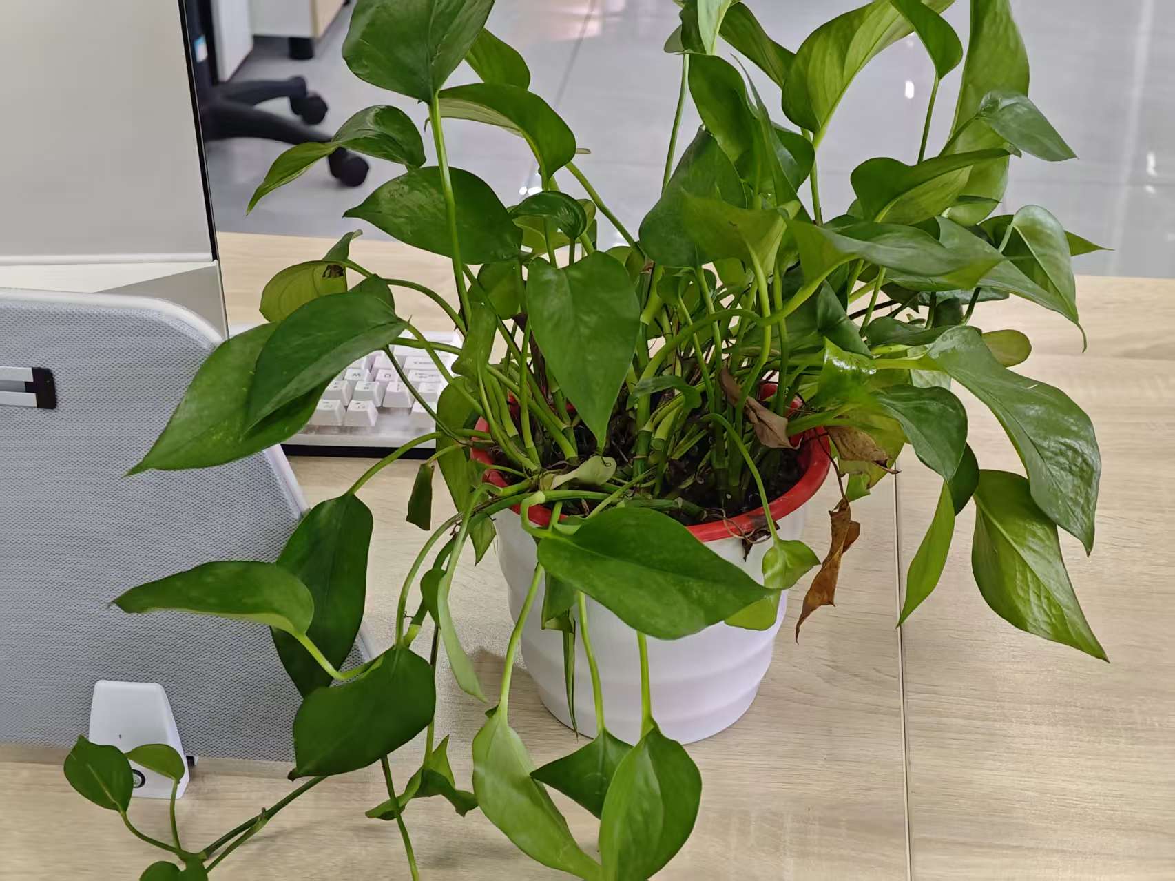 办公室绿植